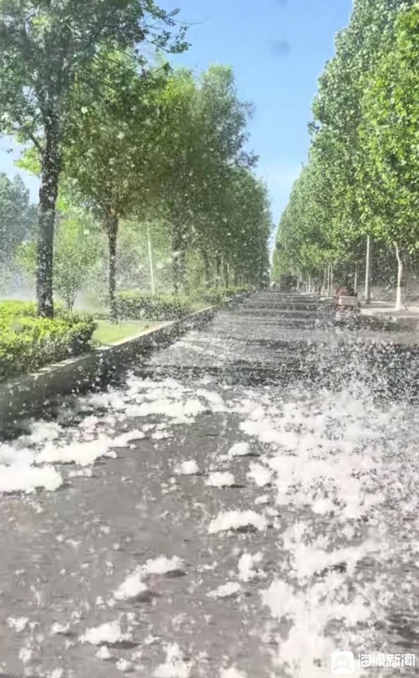 北方“絮”事调查：满城飞絮已成多重隐患，根治难点在哪里？